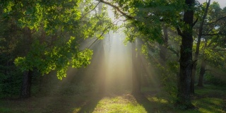 早晨穿过魔法森林。阳光从绿色的树枝中照射出来。绿色的森林与温暖的阳光照亮橡树。万向节高质量拍摄