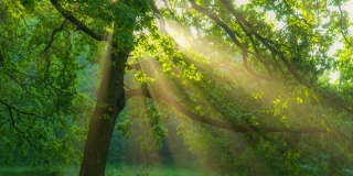 早晨的阳光从绿色的橡树枝头照射出来。绿色的森林与温暖的阳光照亮橡树。万向节高质量拍摄。夏季自然森林概念。高质量RAW拍摄