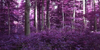 神奇的红外线镜头进入北欧的紫色森林