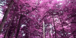 神奇的红外线镜头进入北欧的紫色森林
