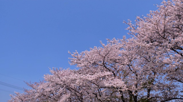 樱花。盘下来。