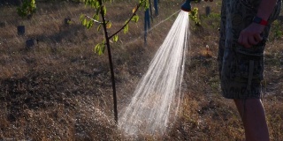 在干旱的花园中，人们手持绿色的花园软管，浇灌着小树