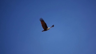 猛禽在湛蓝的天空中飞翔。视频素材模板下载