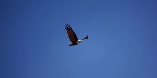 猛禽在湛蓝的天空中飞翔。