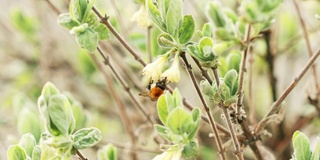 菜园子里金银花、忍冬的嫩叶和未开花芽上的大黄蜂