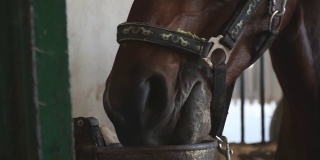 近距离观察在马厩里吃饲料的漂亮棕色马的嘴。看纯种马用鼻子闻食物。慢动作