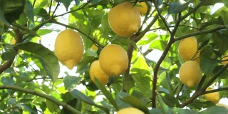 取一个细节柠檬树与成熟的黄色柠檬日落与太阳反射。