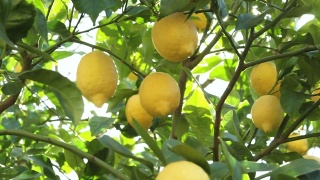取一个细节柠檬树与成熟的黄色柠檬日落与太阳反射。视频素材模板下载