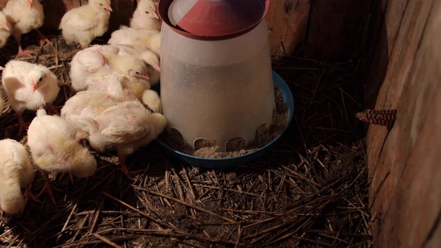 雏鸡从喂鸡器中进食和饮水
