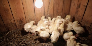一大群雏鸡在灯泡下晒太阳