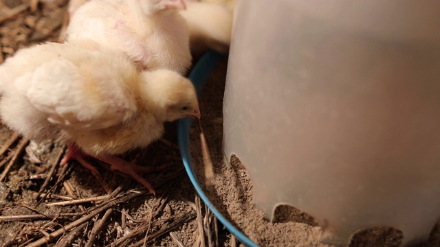 雏鸡从喂鸡器中进食和饮水