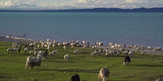 中国青海湖附近的羊和牦牛。