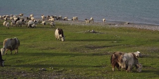 中国青海湖附近的羊和牦牛。