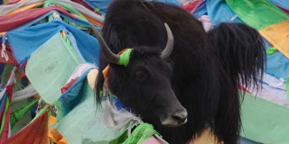 中国青海山上牦牛的彩色经幡。