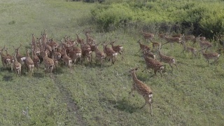 奔跑的梅花鹿(Cervus nippon)也被称为花斑鹿或日本鹿视频素材模板下载