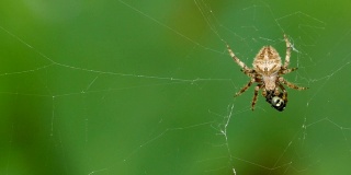 蜘蛛在蛛网上吃小昆虫