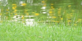绿草特写。草在风中缓慢地摇曳。碧绿多汁的草坪，湖前的草地