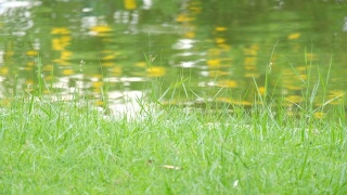 绿草特写。草在风中缓慢地摇曳。碧绿多汁的草坪，湖前的草地视频素材模板下载