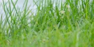 绿草特写。草在风中缓慢地摇曳。碧绿多汁的草坪，湖前的草地