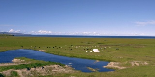 鸟瞰青海湖附近的绵羊和牦牛，青海，中国。