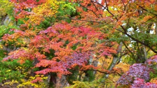模糊的慢动作落下的红色枫叶在风中飘动。枫叶的树枝在秋风中摇曳。美丽自然的秋天，季节变化的观念和环境保护的观念。视频素材模板下载