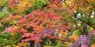 模糊的慢动作落下的红色枫叶在风中飘动。枫叶的树枝在秋风中摇曳。美丽自然的秋天，季节变化的观念和环境保护的观念。