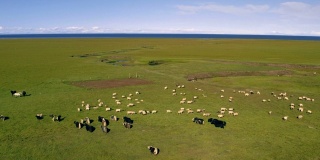 鸟瞰青海湖附近的绵羊和牦牛，青海，中国。