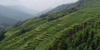 无人机俯瞰中国美丽的梯田稻田和小房子