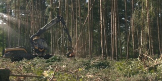 砍伐树木，并利用废料来制造可回收的护根物
