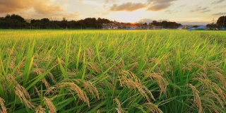 横滨郊区稻田里的水稻和黄昏的天空