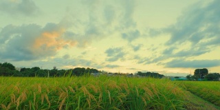 横滨郊区稻田里的水稻和黄昏的天空