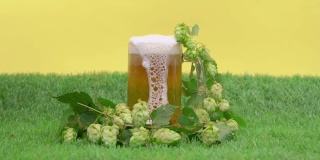 大杯子上覆盖着凝结的水珠，装饰着绿色啤酒花的树枝，里面装满了清凉的啤酒，人工草坪，黄色的背景，正面的视图