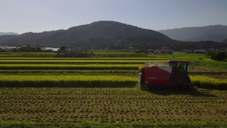 无人机镜头用巨大的联合收割机收割水稻视频素材模板下载