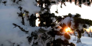 夕阳下的山谷里，覆盖着白雪的冷杉树
