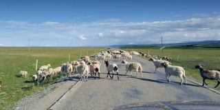 青海湖附近的羊群