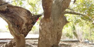 加里波利半岛上一棵历史悠久的悬铃木树