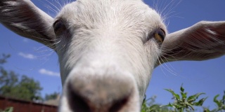 好奇的山羊看向摄像机并试图嗅它。搞笑山羊特写