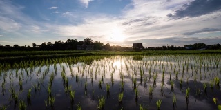 稻田倒映着夕阳下的天空和随风摇曳的稻谷。