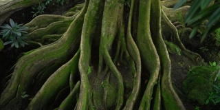 生长的绿树在地下扎根