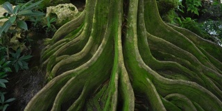 生长的绿树在地下扎根