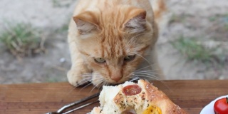 猫看了看桌上的食物。佛卡夏。意大利面包。面包和西红柿。宠物