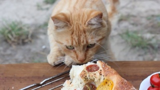 猫看了看桌上的食物。佛卡夏。意大利面包。面包和西红柿。宠物视频素材模板下载