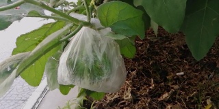 特写水果在树上包裹在一个驱虫袋。