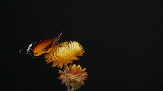 虎蝶在黄花上视频素材模板下载