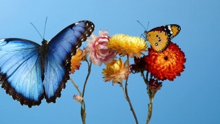 蓝色大闪蝶和黄色虎蝶在花上视频素材模板下载
