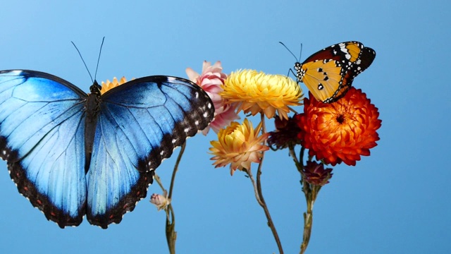 Blue morpho butterfly and yellow tiger butterfly on flowers