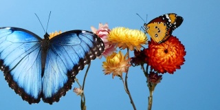 Blue morpho butterfly and yellow tiger butterfly on flowers