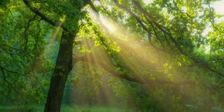 早晨的阳光从绿色的橡树枝头照射出来。绿色的森林与温暖的阳光照亮橡树。万向节高质量拍摄。夏季天然林概念