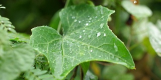 雨滴落在绿叶上