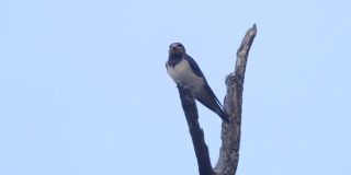 Barn swallow (Hirundo rustica)——俄罗斯Voronezh